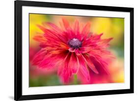 RUDBECKIA-Jacky Parker-Framed Giclee Print