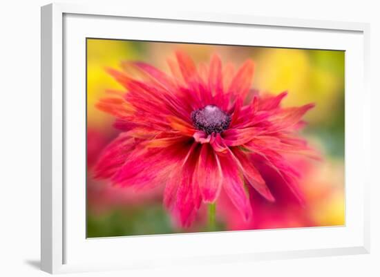 RUDBECKIA-Jacky Parker-Framed Giclee Print