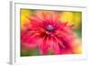 RUDBECKIA-Jacky Parker-Framed Giclee Print