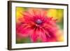 RUDBECKIA-Jacky Parker-Framed Giclee Print