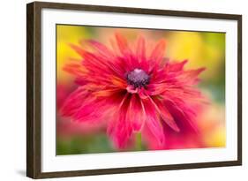 RUDBECKIA-Jacky Parker-Framed Giclee Print