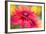 RUDBECKIA-Jacky Parker-Framed Giclee Print