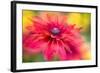 RUDBECKIA-Jacky Parker-Framed Giclee Print