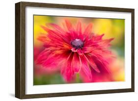 RUDBECKIA-Jacky Parker-Framed Giclee Print