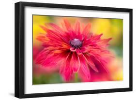 RUDBECKIA-Jacky Parker-Framed Giclee Print