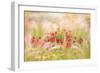 Rudbeckia-Jacky Parker-Framed Giclee Print