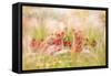 Rudbeckia-Jacky Parker-Framed Stretched Canvas