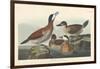 Ruddy duck, 1836-John James Audubon-Framed Giclee Print