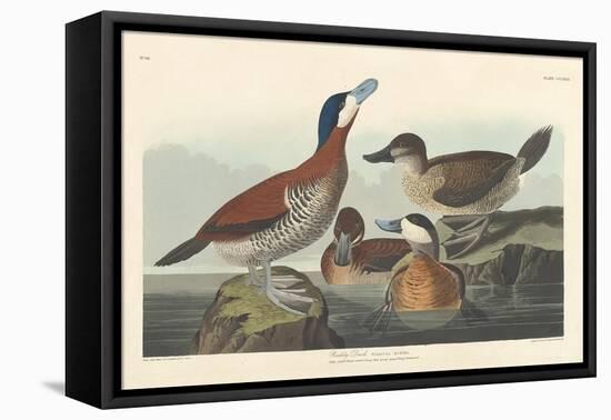 Ruddy duck, 1836-John James Audubon-Framed Stretched Canvas