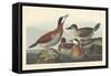 Ruddy duck, 1836-John James Audubon-Framed Stretched Canvas