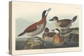 Ruddy duck, 1836-John James Audubon-Stretched Canvas