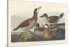 Ruddy duck, 1836-John James Audubon-Stretched Canvas