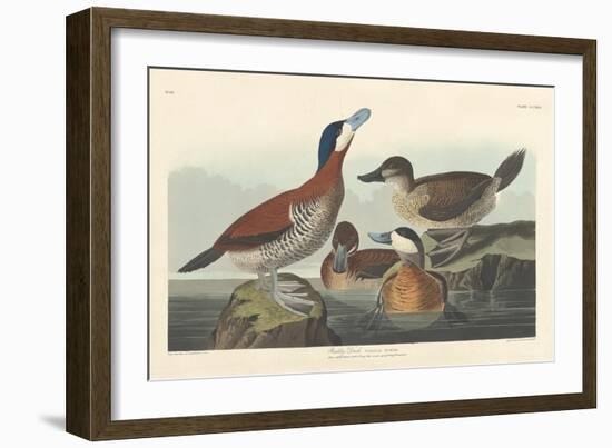 Ruddy duck, 1836-John James Audubon-Framed Giclee Print