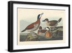 Ruddy duck, 1836-John James Audubon-Framed Giclee Print