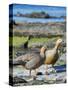 Ruddy-headed Goose (Chloephaga rubidiceps) in tidal area of Carcass Island, Falkland Islands-Martin Zwick-Stretched Canvas