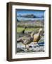 Ruddy-headed Goose (Chloephaga rubidiceps) in tidal area of Carcass Island, Falkland Islands-Martin Zwick-Framed Photographic Print