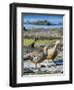 Ruddy-headed Goose (Chloephaga rubidiceps) in tidal area of Carcass Island, Falkland Islands-Martin Zwick-Framed Photographic Print