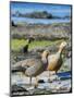 Ruddy-headed Goose (Chloephaga rubidiceps) in tidal area of Carcass Island, Falkland Islands-Martin Zwick-Mounted Photographic Print