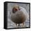 Ruddy-Headed Goose (Chloephaga Rubidiceps), Sea Lion Island, Falkland Islands, South America-Eleanor Scriven-Framed Stretched Canvas