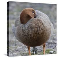 Ruddy-Headed Goose (Chloephaga Rubidiceps), Sea Lion Island, Falkland Islands, South America-Eleanor Scriven-Stretched Canvas