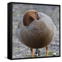 Ruddy-Headed Goose (Chloephaga Rubidiceps), Sea Lion Island, Falkland Islands, South America-Eleanor Scriven-Framed Stretched Canvas