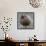 Ruddy-Headed Goose (Chloephaga Rubidiceps), Sea Lion Island, Falkland Islands, South America-Eleanor Scriven-Framed Stretched Canvas displayed on a wall