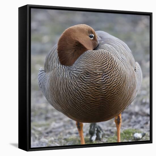 Ruddy-Headed Goose (Chloephaga Rubidiceps), Sea Lion Island, Falkland Islands, South America-Eleanor Scriven-Framed Stretched Canvas