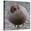 Ruddy-Headed Goose (Chloephaga Rubidiceps), Sea Lion Island, Falkland Islands, South America-Eleanor Scriven-Stretched Canvas