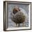 Ruddy-Headed Goose (Chloephaga Rubidiceps), Sea Lion Island, Falkland Islands, South America-Eleanor Scriven-Framed Photographic Print