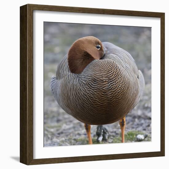 Ruddy-Headed Goose (Chloephaga Rubidiceps), Sea Lion Island, Falkland Islands, South America-Eleanor Scriven-Framed Photographic Print