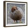 Ruddy-Headed Goose (Chloephaga Rubidiceps), Sea Lion Island, Falkland Islands, South America-Eleanor Scriven-Framed Photographic Print