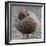 Ruddy-Headed Goose (Chloephaga Rubidiceps), Sea Lion Island, Falkland Islands, South America-Eleanor Scriven-Framed Photographic Print