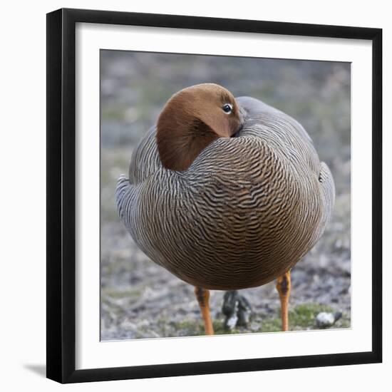 Ruddy-Headed Goose (Chloephaga Rubidiceps), Sea Lion Island, Falkland Islands, South America-Eleanor Scriven-Framed Photographic Print