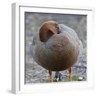 Ruddy-Headed Goose (Chloephaga Rubidiceps), Sea Lion Island, Falkland Islands, South America-Eleanor Scriven-Framed Photographic Print