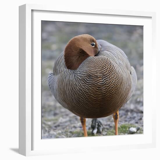 Ruddy-Headed Goose (Chloephaga Rubidiceps), Sea Lion Island, Falkland Islands, South America-Eleanor Scriven-Framed Photographic Print