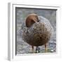 Ruddy-Headed Goose (Chloephaga Rubidiceps), Sea Lion Island, Falkland Islands, South America-Eleanor Scriven-Framed Photographic Print