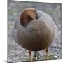 Ruddy-Headed Goose (Chloephaga Rubidiceps), Sea Lion Island, Falkland Islands, South America-Eleanor Scriven-Mounted Photographic Print