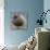 Ruddy-Headed Goose (Chloephaga Rubidiceps), Sea Lion Island, Falkland Islands, South America-Eleanor Scriven-Photographic Print displayed on a wall