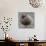 Ruddy-Headed Goose (Chloephaga Rubidiceps), Sea Lion Island, Falkland Islands, South America-Eleanor Scriven-Photographic Print displayed on a wall