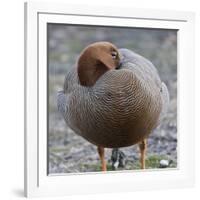 Ruddy-Headed Goose (Chloephaga Rubidiceps), Sea Lion Island, Falkland Islands, South America-Eleanor Scriven-Framed Photographic Print