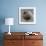 Ruddy-Headed Goose (Chloephaga Rubidiceps), Sea Lion Island, Falkland Islands, South America-Eleanor Scriven-Framed Photographic Print displayed on a wall