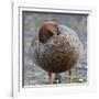 Ruddy-Headed Goose (Chloephaga Rubidiceps), Sea Lion Island, Falkland Islands, South America-Eleanor Scriven-Framed Photographic Print