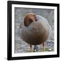 Ruddy-Headed Goose (Chloephaga Rubidiceps), Sea Lion Island, Falkland Islands, South America-Eleanor Scriven-Framed Photographic Print
