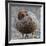 Ruddy-Headed Goose (Chloephaga Rubidiceps), Sea Lion Island, Falkland Islands, South America-Eleanor Scriven-Framed Photographic Print