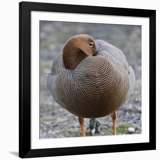 Ruddy-Headed Goose (Chloephaga Rubidiceps), Sea Lion Island, Falkland Islands, South America-Eleanor Scriven-Framed Photographic Print