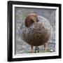 Ruddy-Headed Goose (Chloephaga Rubidiceps), Sea Lion Island, Falkland Islands, South America-Eleanor Scriven-Framed Photographic Print