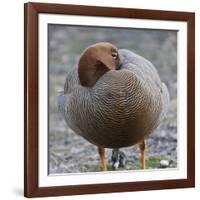 Ruddy-Headed Goose (Chloephaga Rubidiceps), Sea Lion Island, Falkland Islands, South America-Eleanor Scriven-Framed Photographic Print