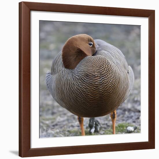 Ruddy-Headed Goose (Chloephaga Rubidiceps), Sea Lion Island, Falkland Islands, South America-Eleanor Scriven-Framed Photographic Print