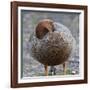 Ruddy-Headed Goose (Chloephaga Rubidiceps), Sea Lion Island, Falkland Islands, South America-Eleanor Scriven-Framed Photographic Print