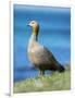 Ruddy-headed Goose in tidal area of Carcass Island, Falkland Islands-Martin Zwick-Framed Photographic Print